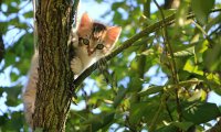 第一次养猫选择怎么猫好？如何选择人生中第一只猫