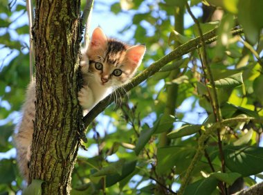 第一次养猫选择怎么猫好？如何选择人生中第一只猫
