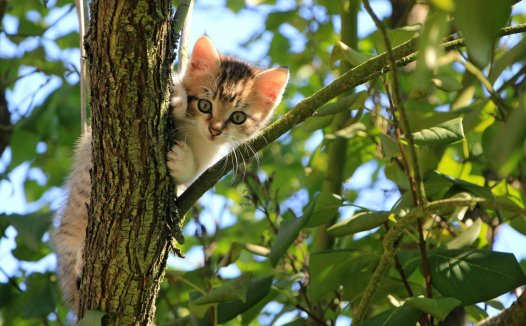 第一次养猫选择怎么猫好？如何选择人生中第一只猫